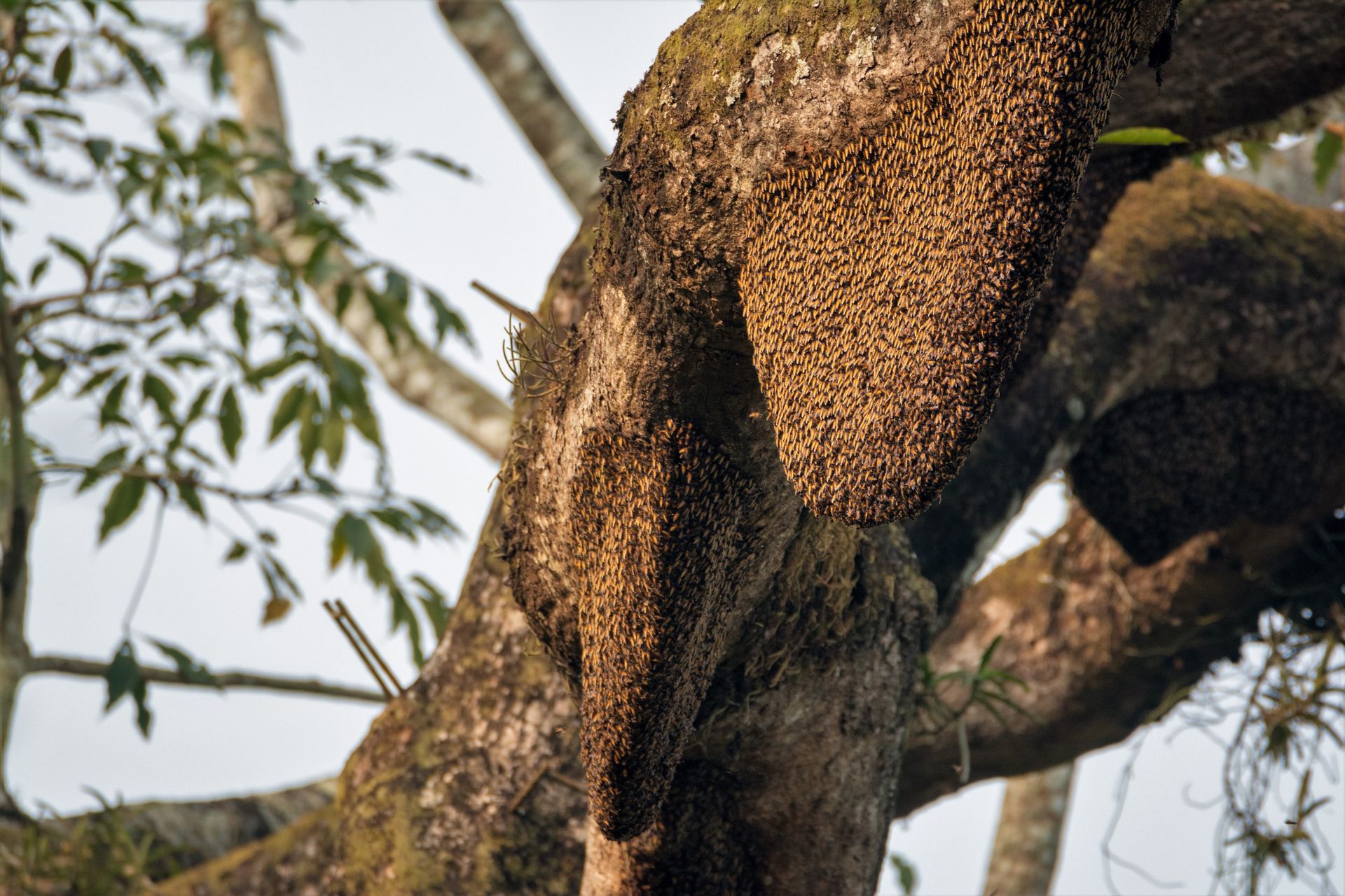 Bee Treatment Service Norfolk VA