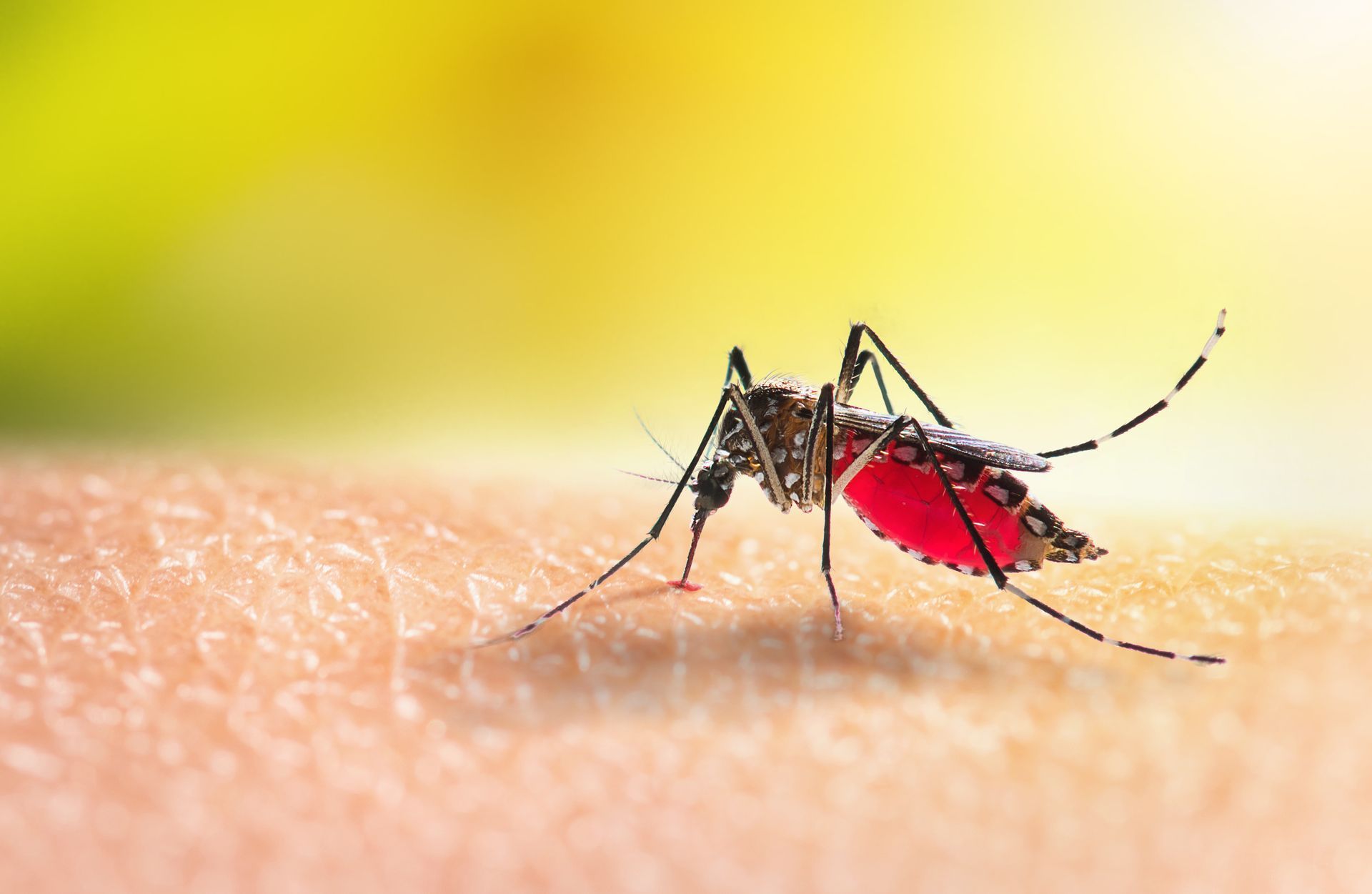 A close up of a mosquito biting a person 's arm.