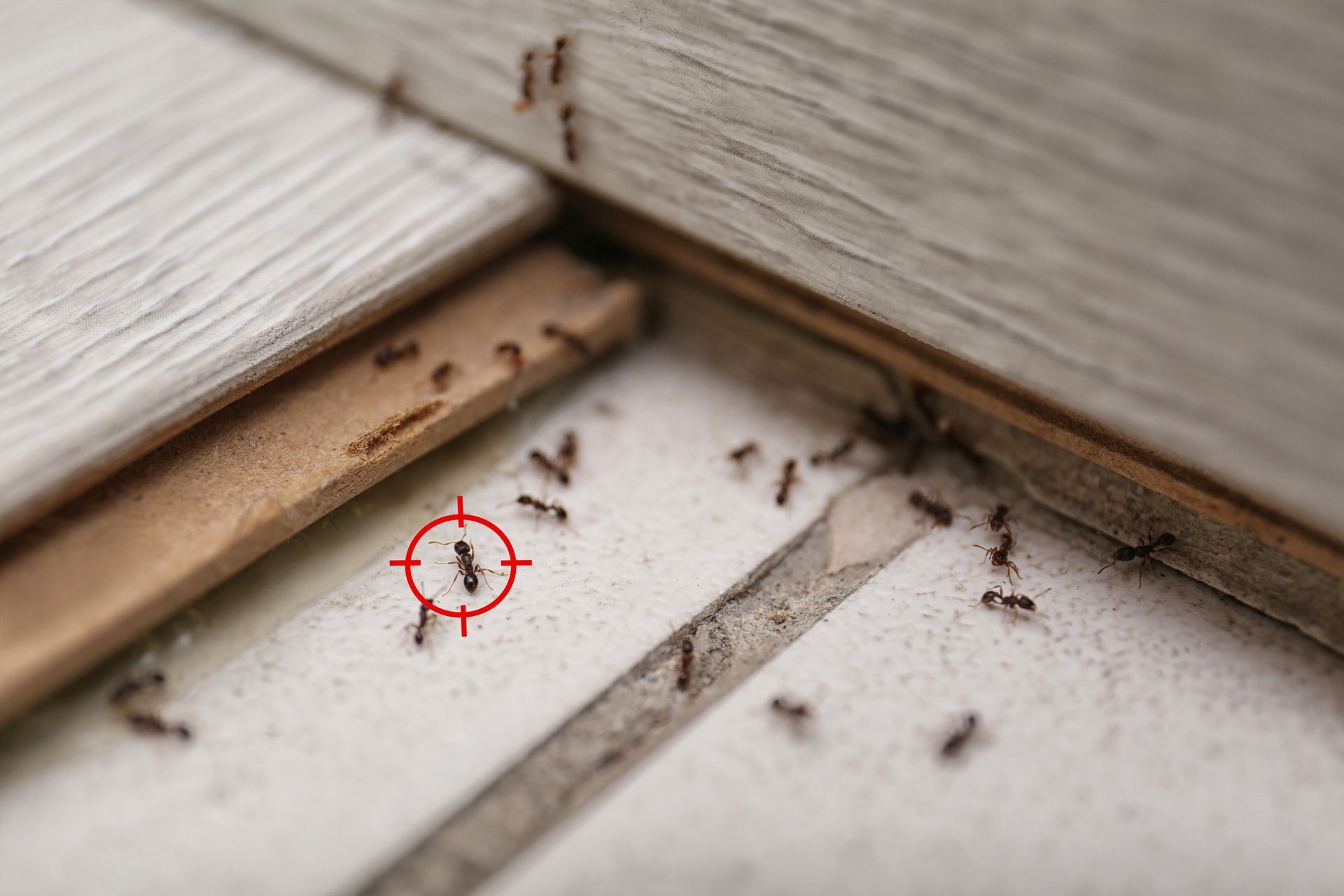 Local Ant Control Hampton VA