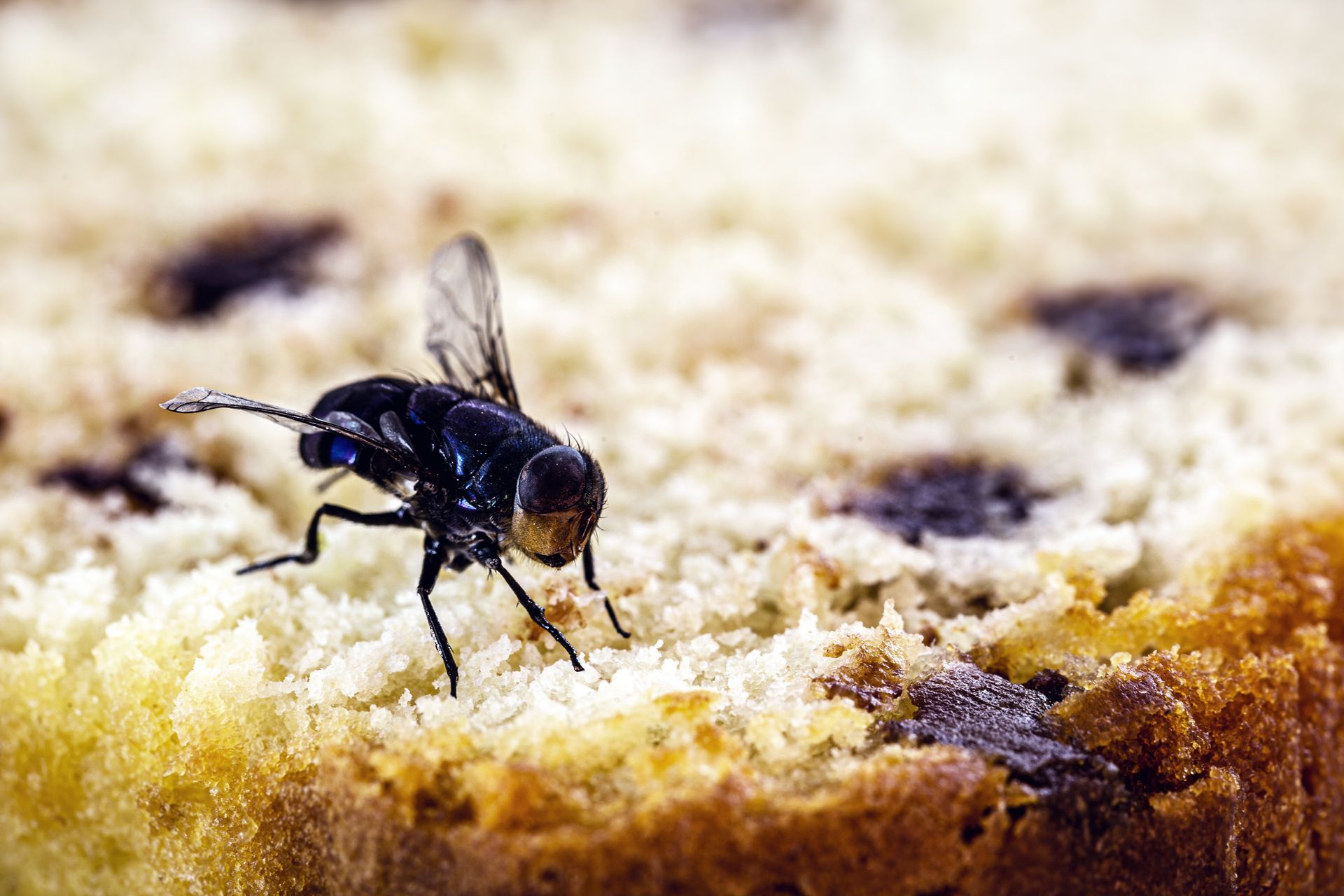 House Flies Control Chesapeake VA