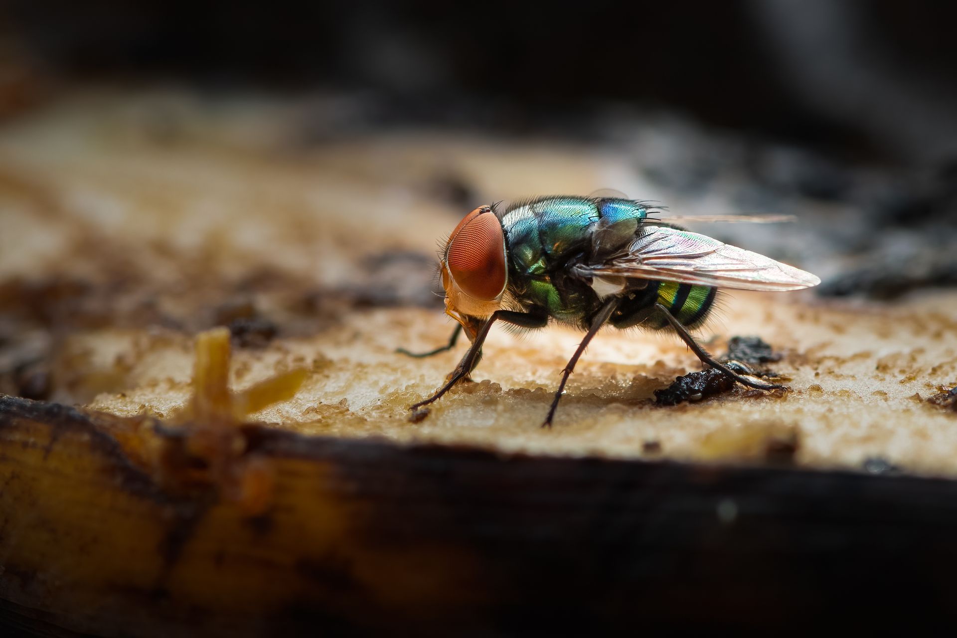Fly Control Chesapeake VA