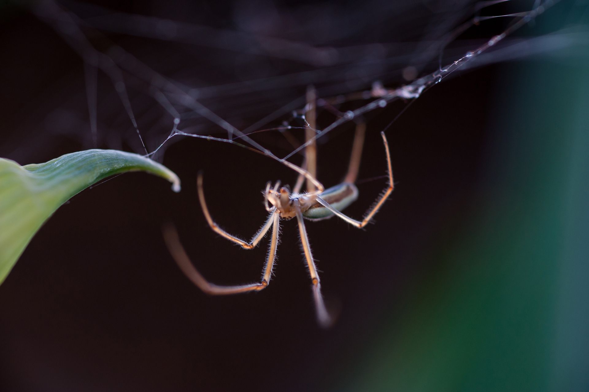 Spider Control Management Hampton VA

