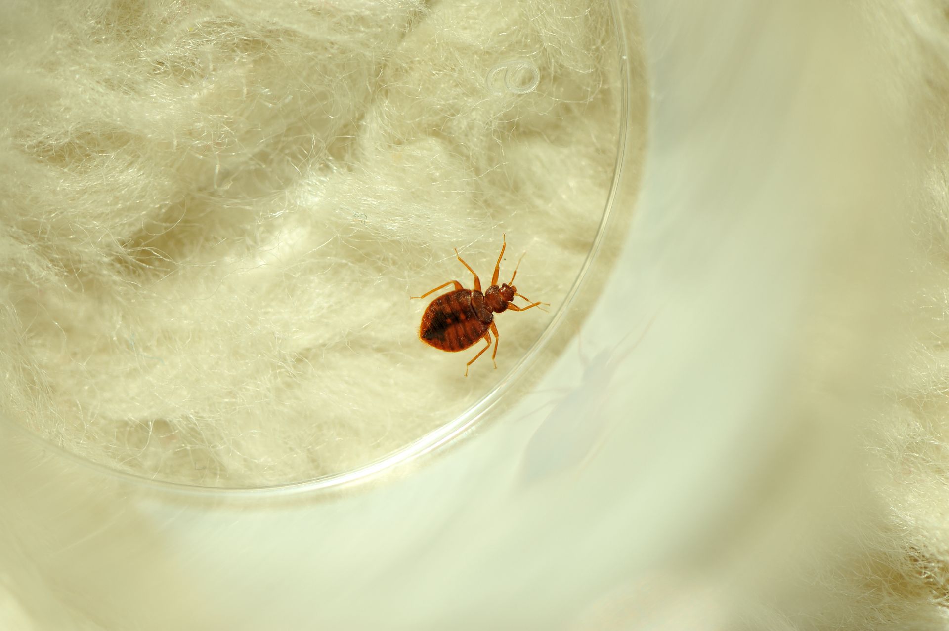 Bed Bug Inspection Hampton VA
