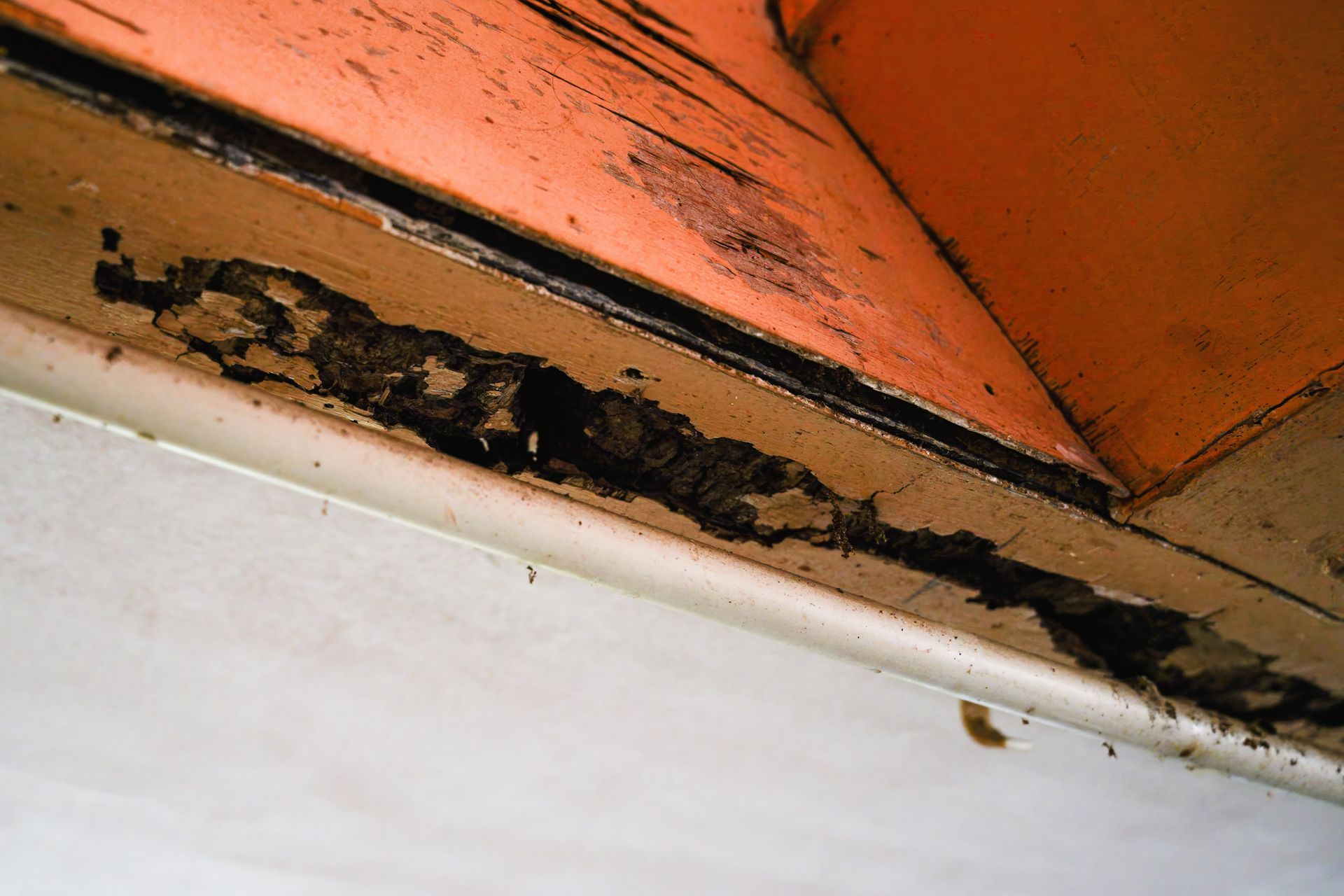 Local Termite Control Virginia Beach VA