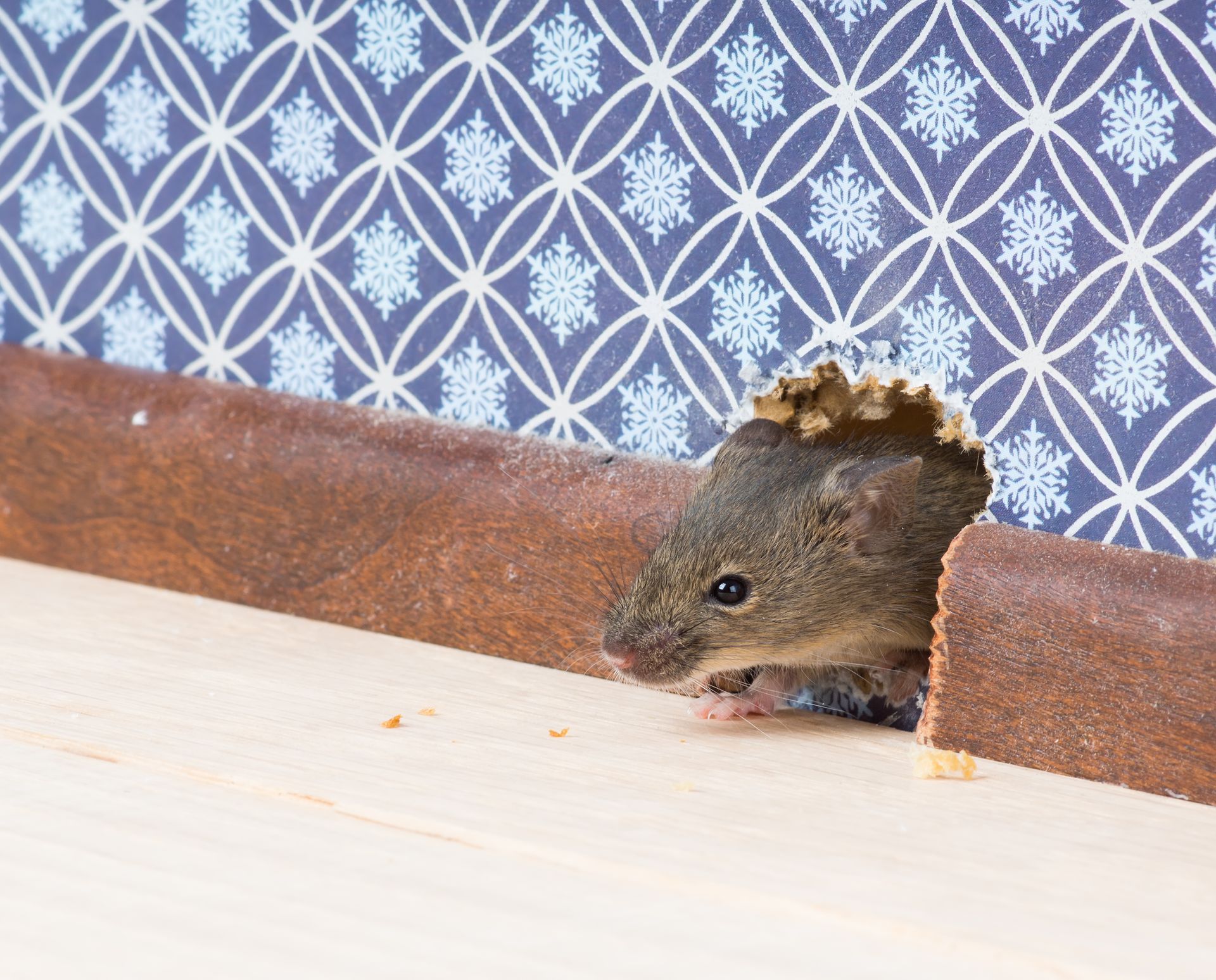 Local Rodent Control Hampton VA