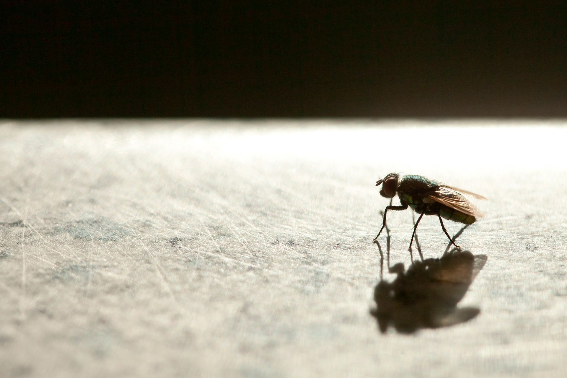 Fly Control Services Chesapeake VA
