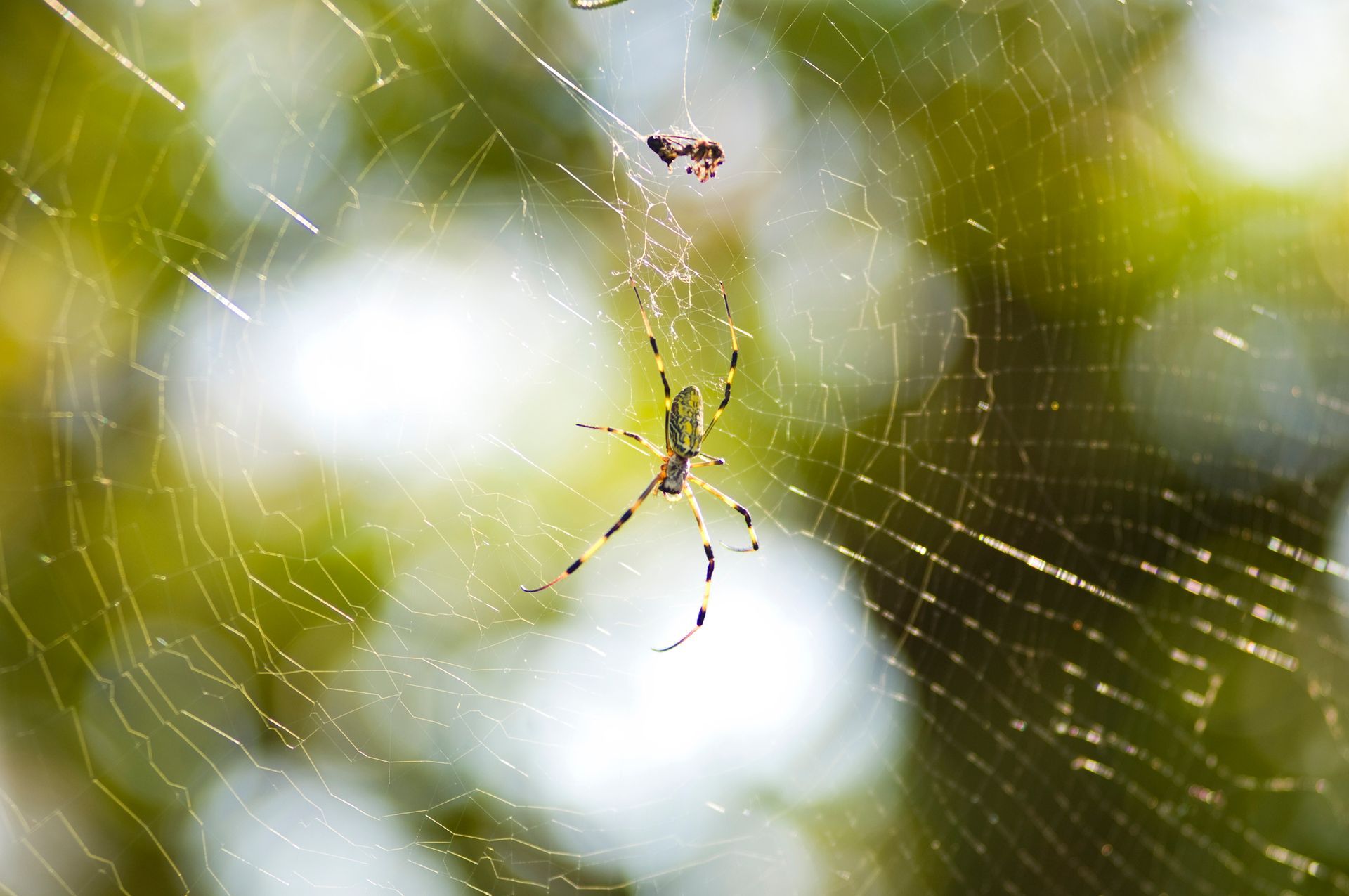 Safe Spider Control Hampton VA
