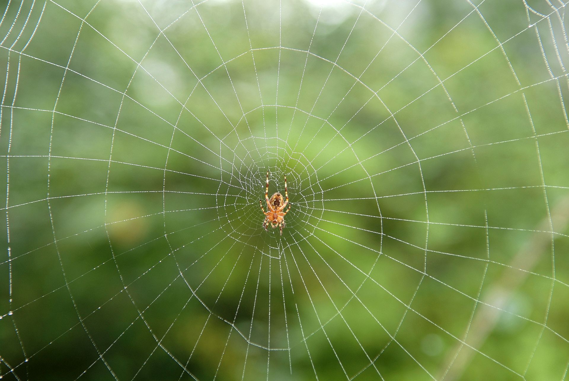 Spider Control Service Norfolk VA
