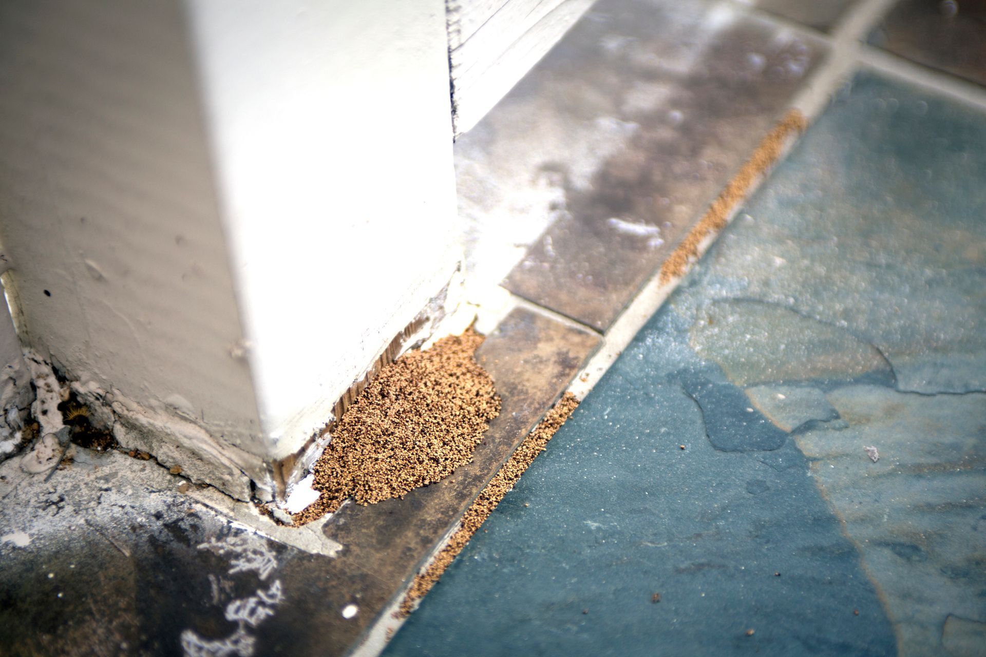 Termite Control Newport News VA