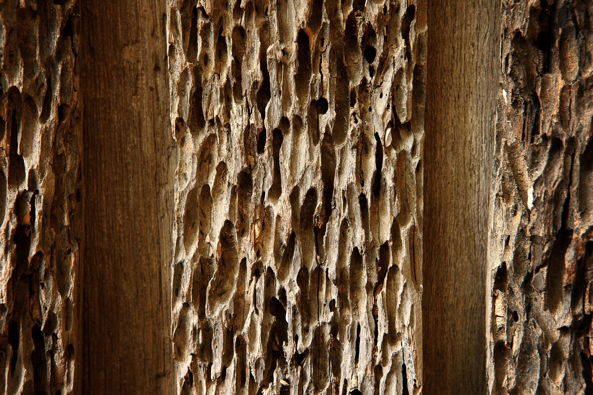 Termite Control Hampton VA