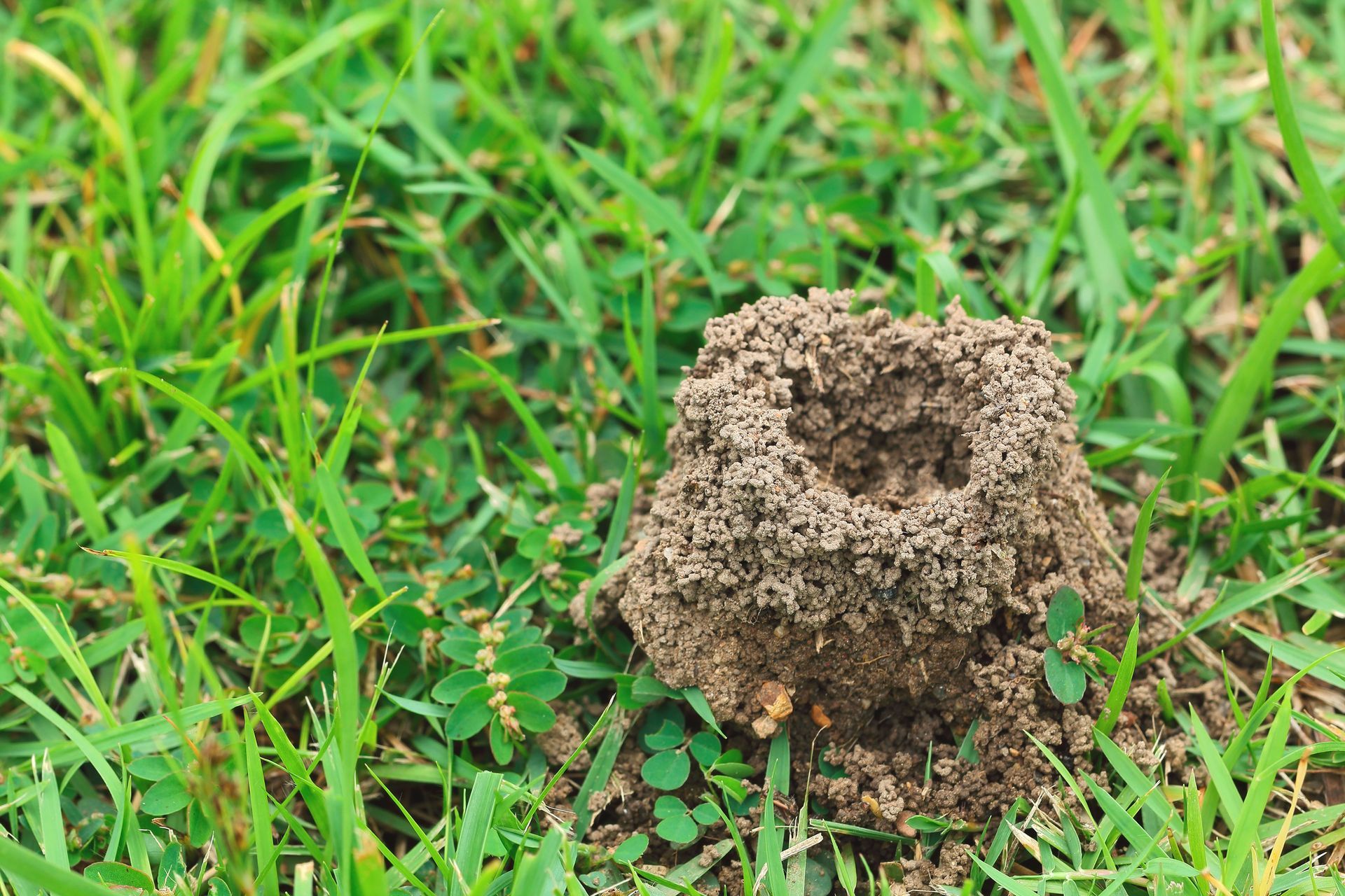 Ant Inspection Hampton VA