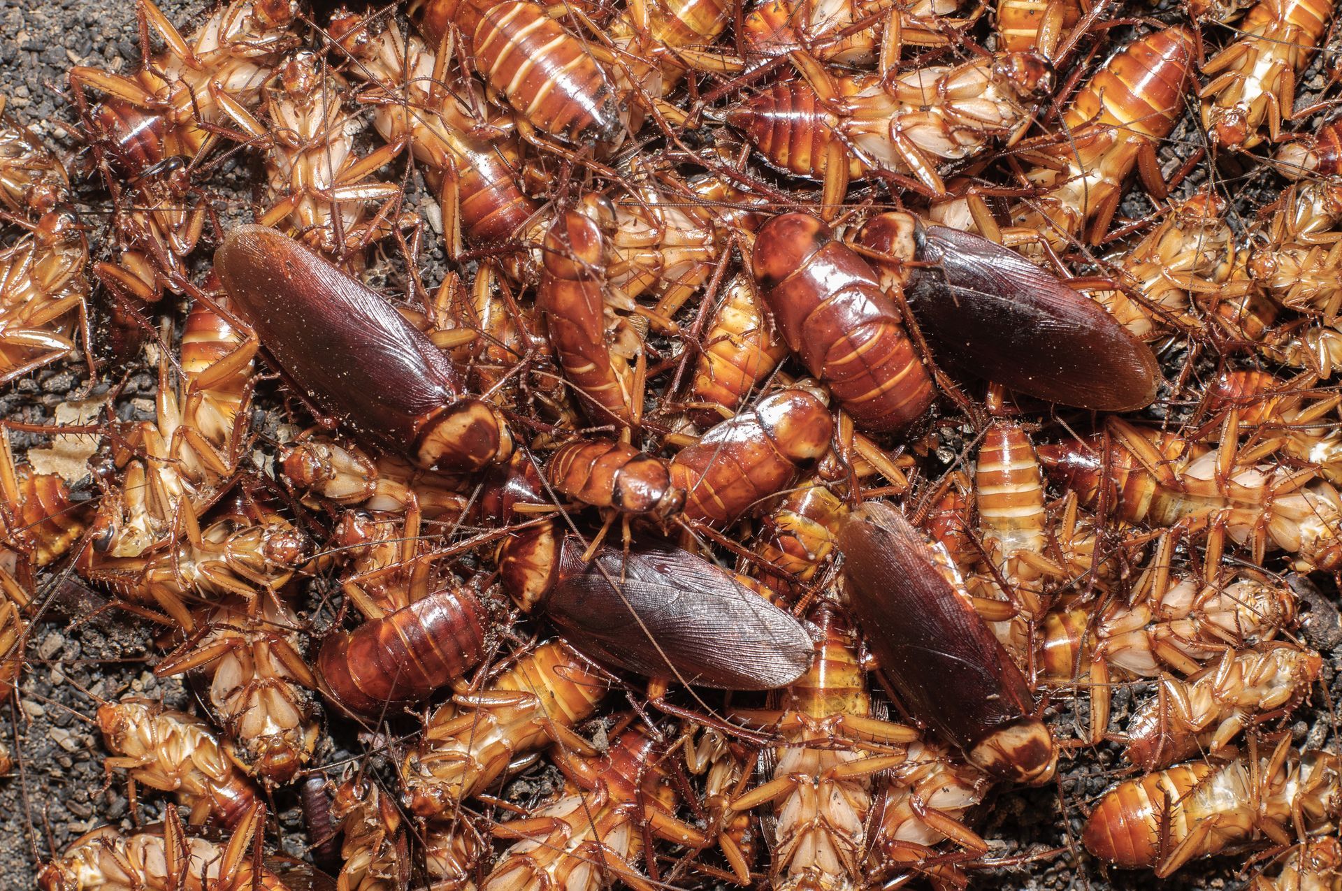 Roach Control Chesapeake VA
