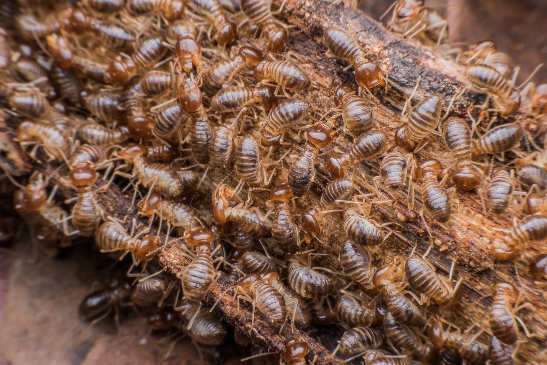 Termite Control Services Hampton VA