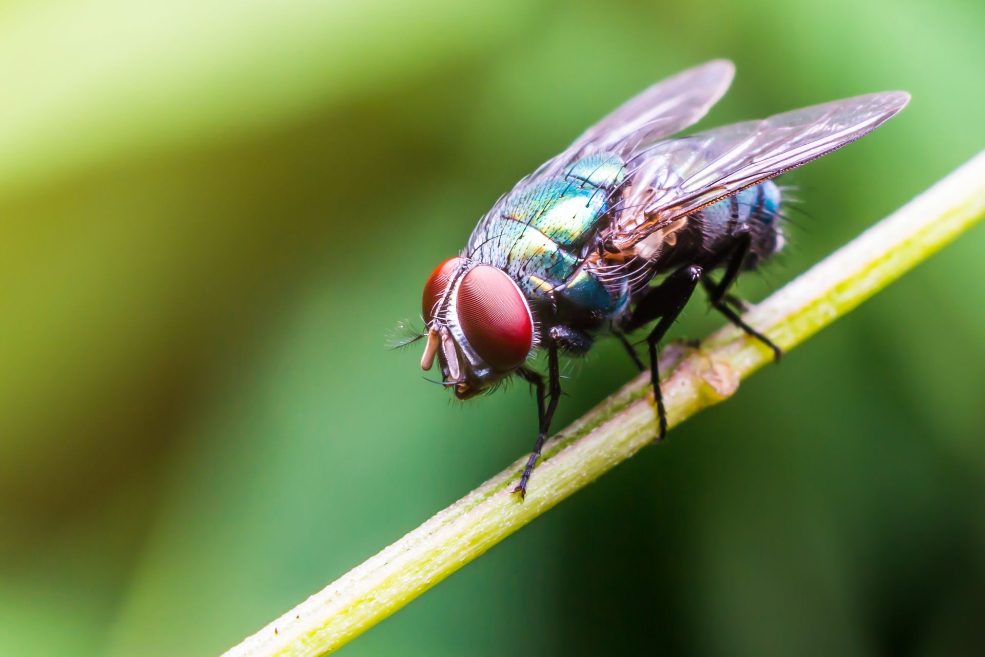 Fruit Flies Control Chesapeake VA
