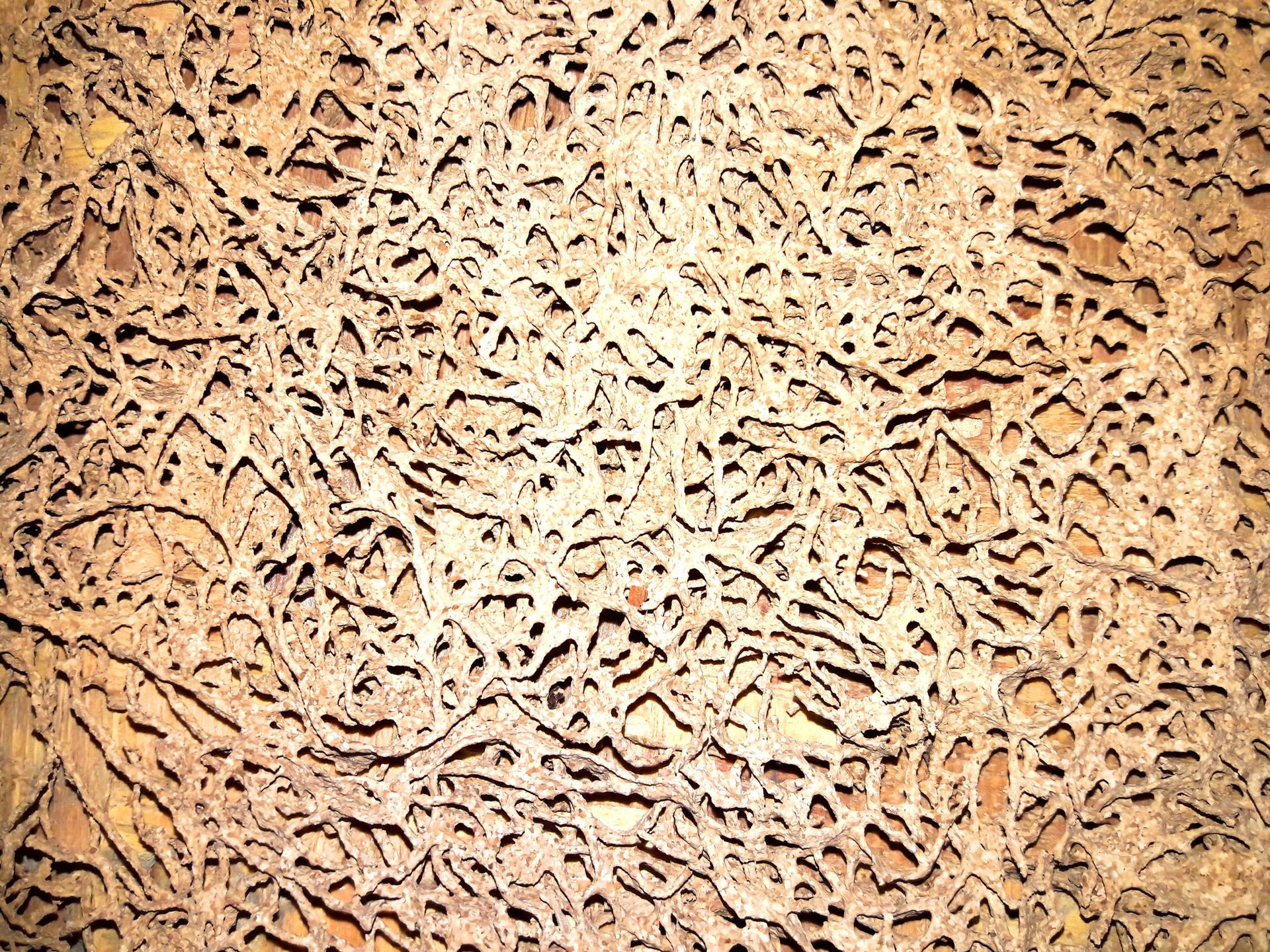 Local Termite Control Hampton VA