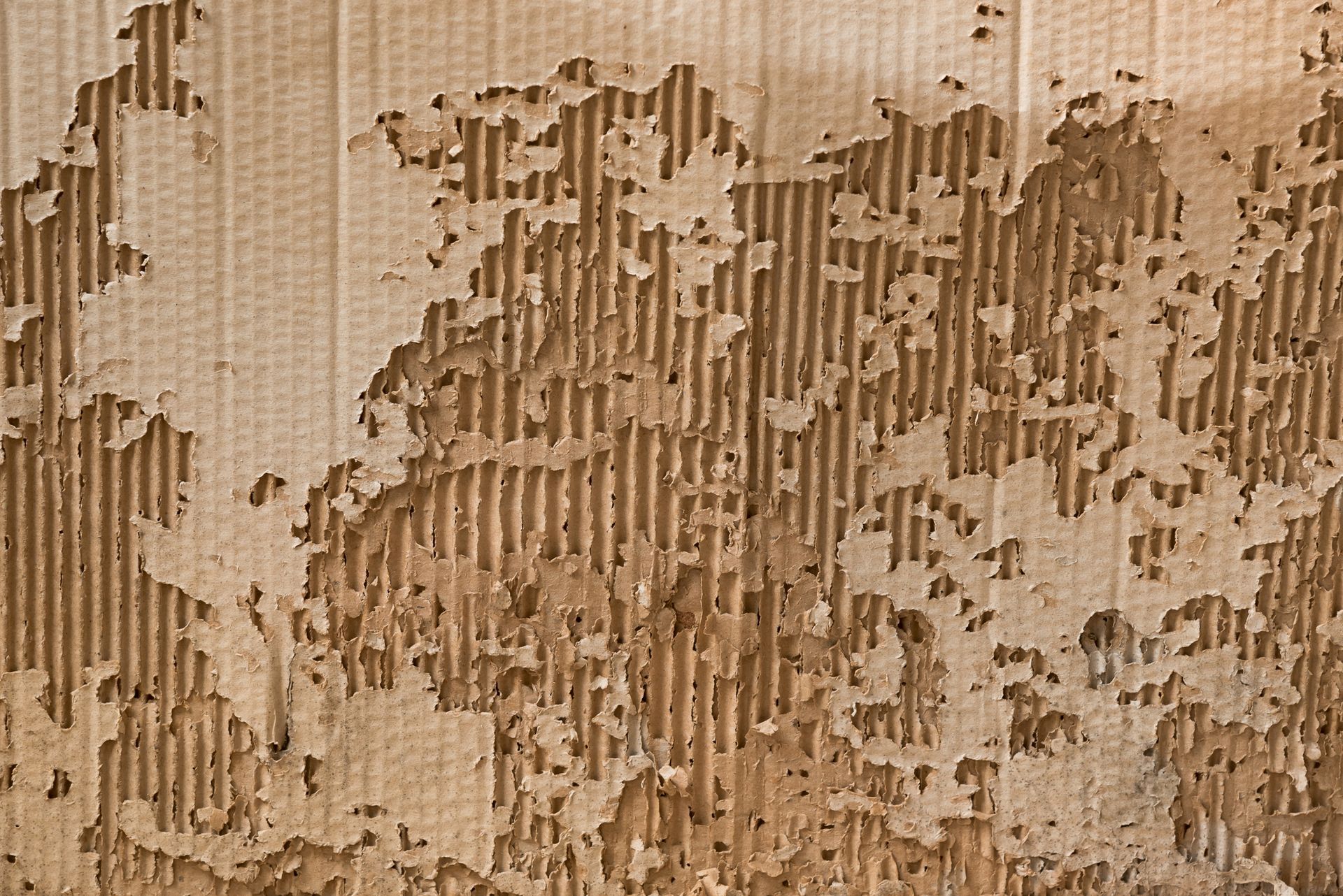 Termite Control Services Newport News VA
