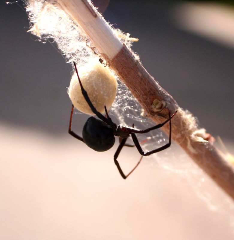 Spider Treatment Service Norfolk VA
