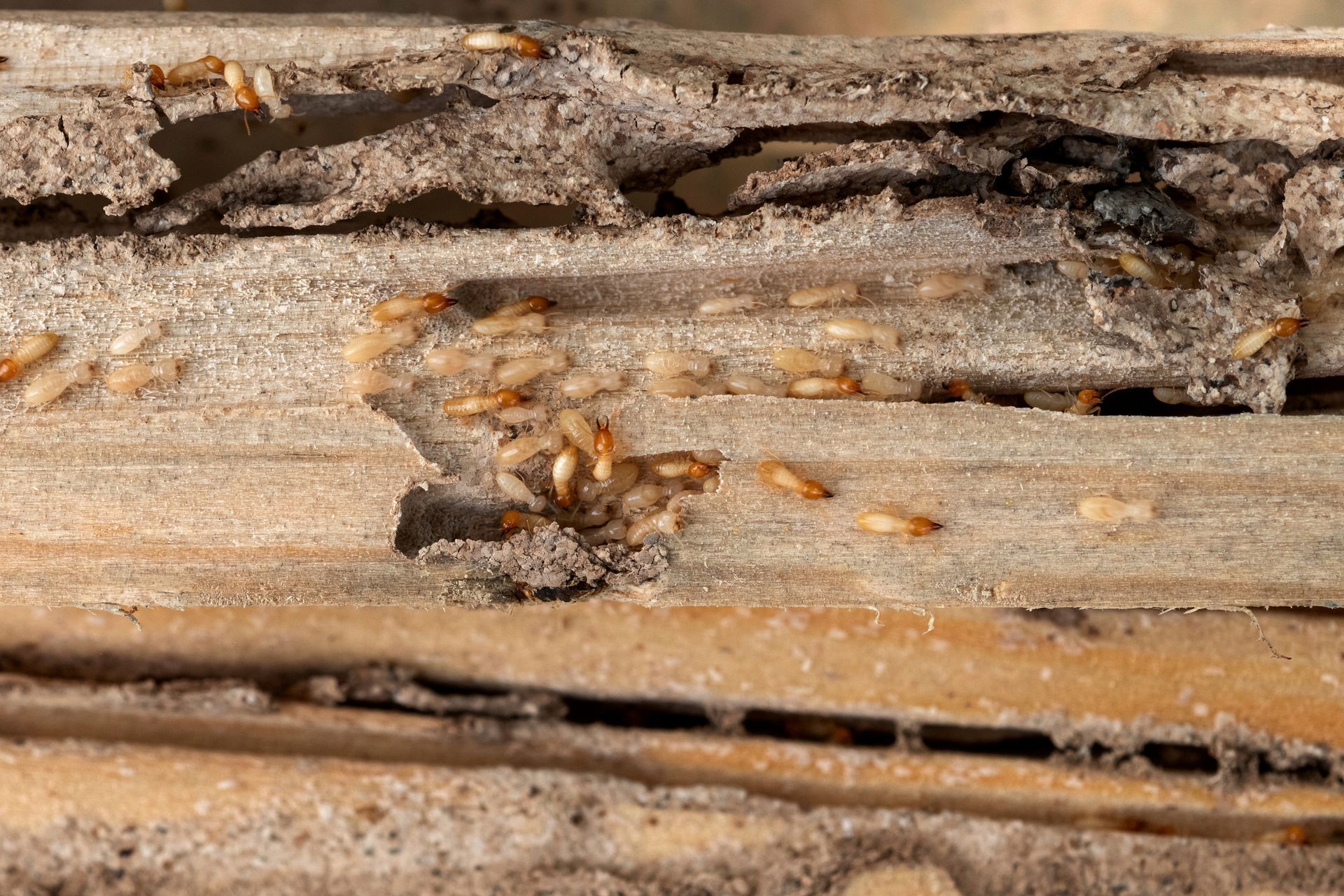 Termite Control Virginia Beach VA
