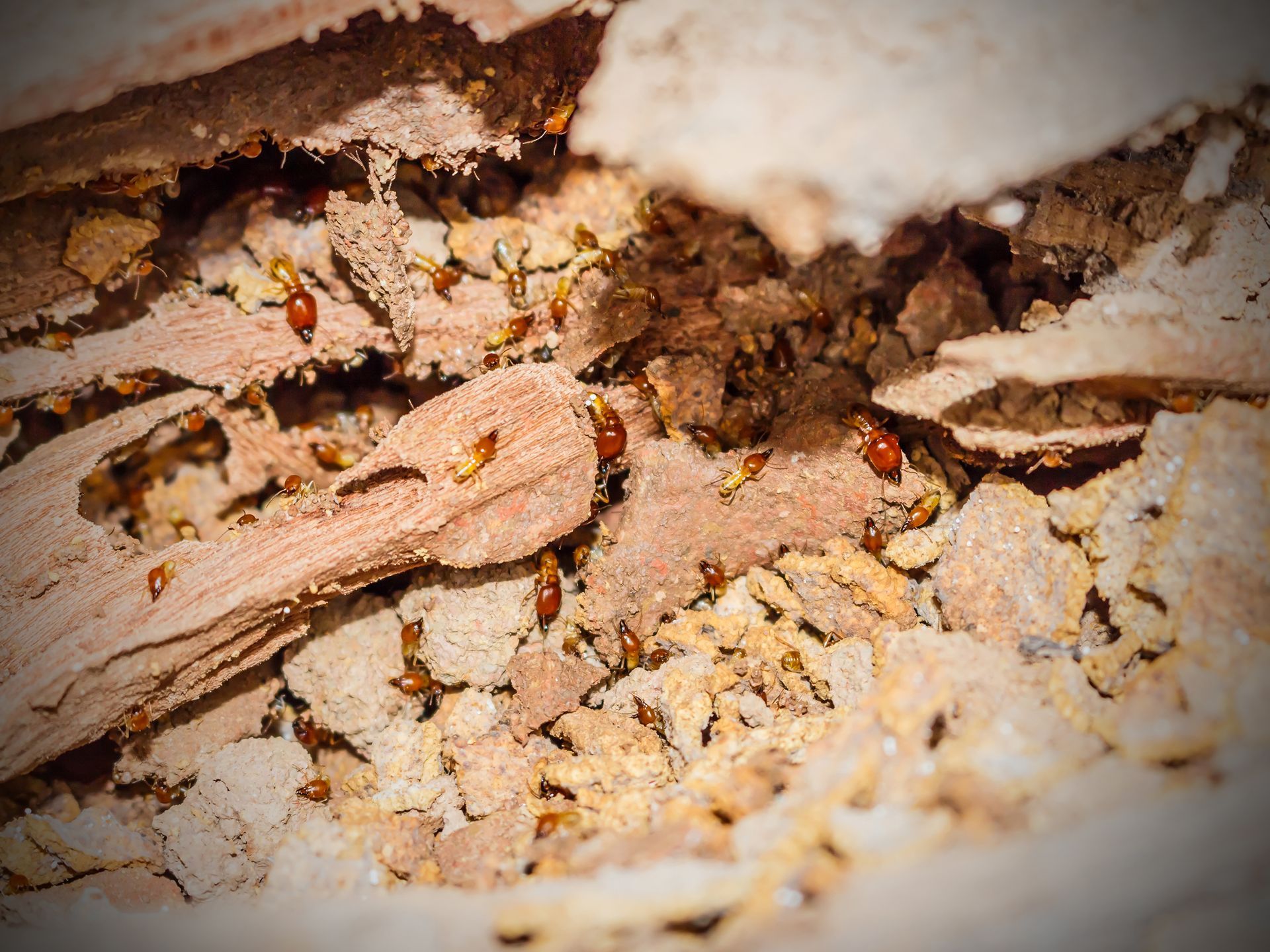 Termite Control Services Norfolk VA
