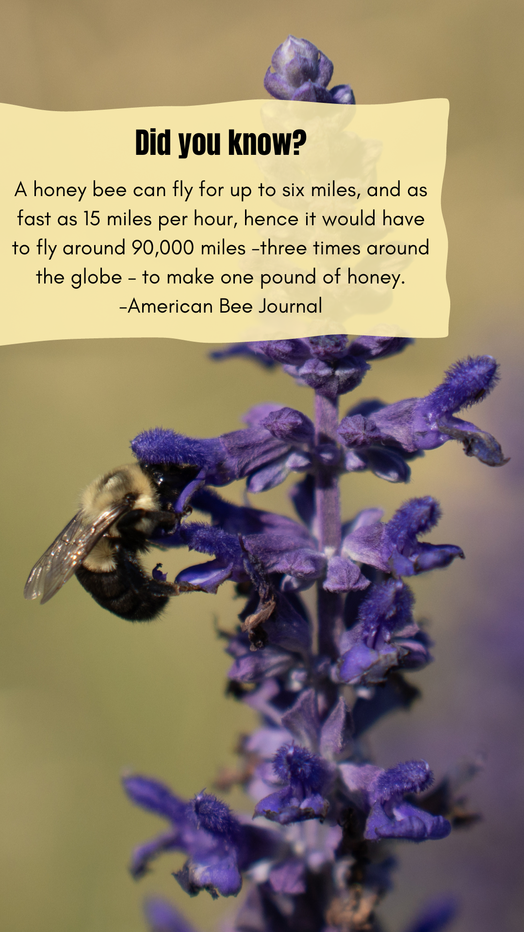 A bee is sitting on top of a purple flower.