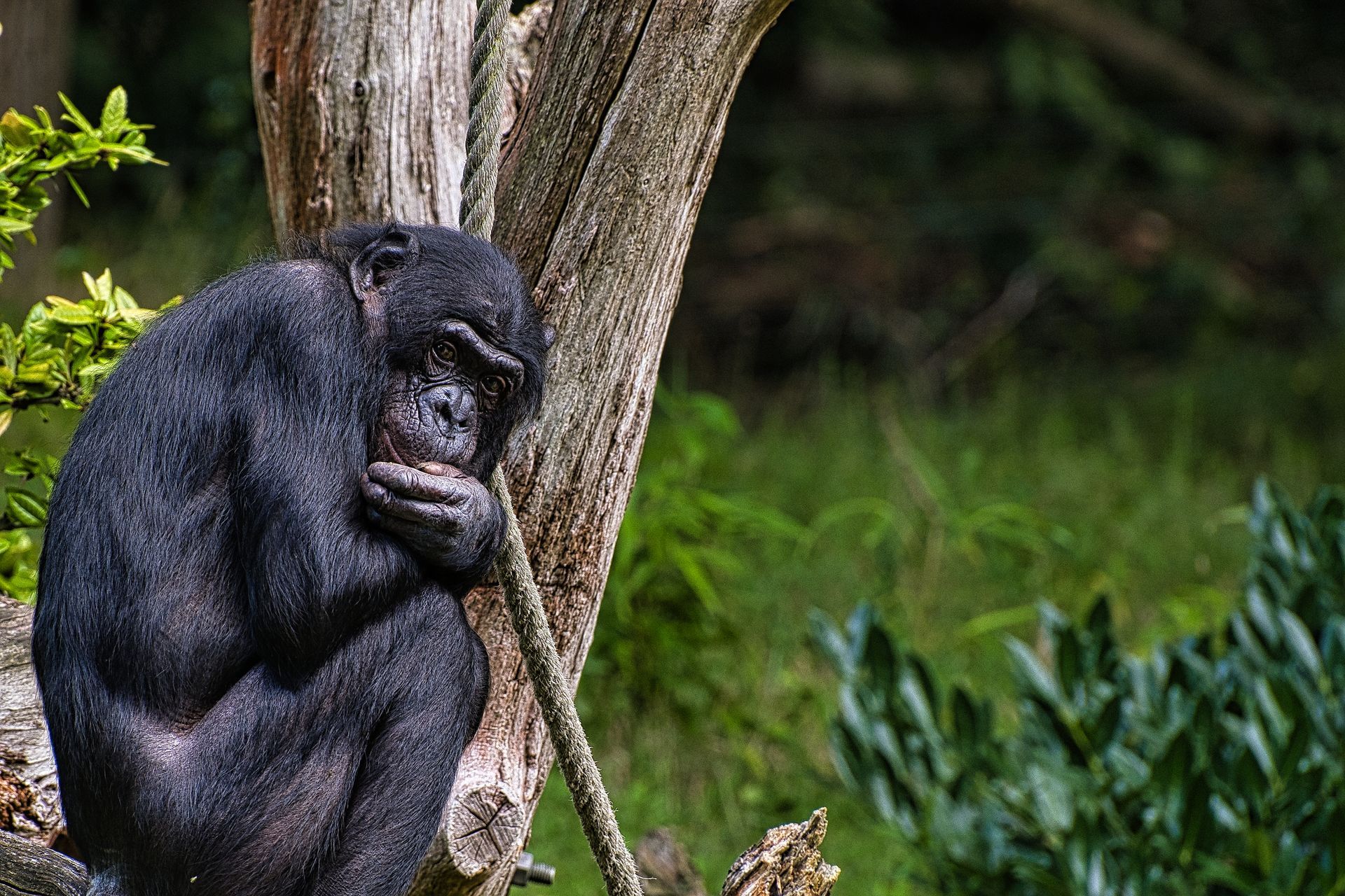 Chimpanzee sitting by a tree in a green forest, resting its head on its hand.