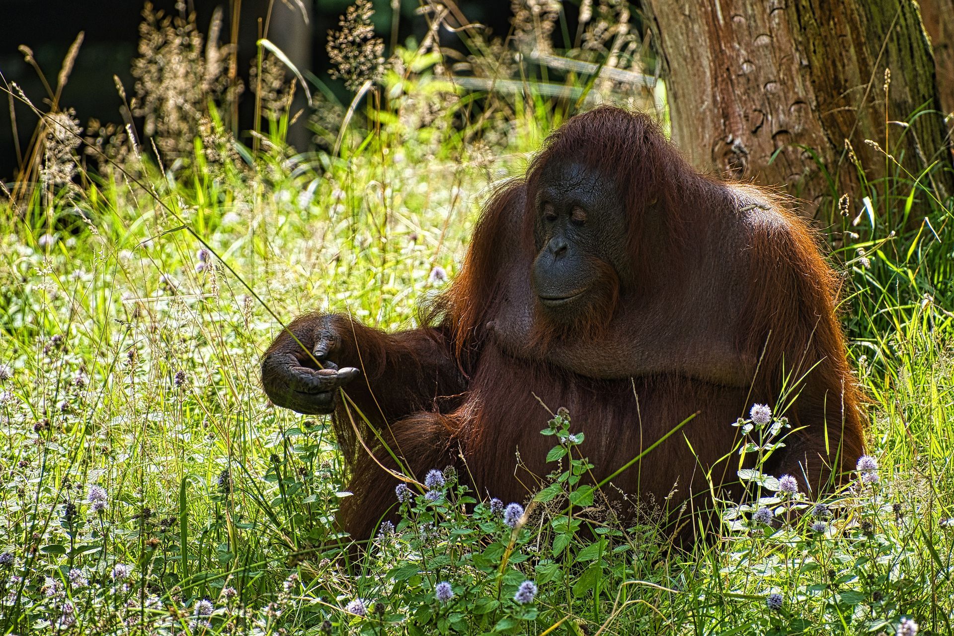 Orangutan sitting in tall grass, holding food in a sunlit forest clearing