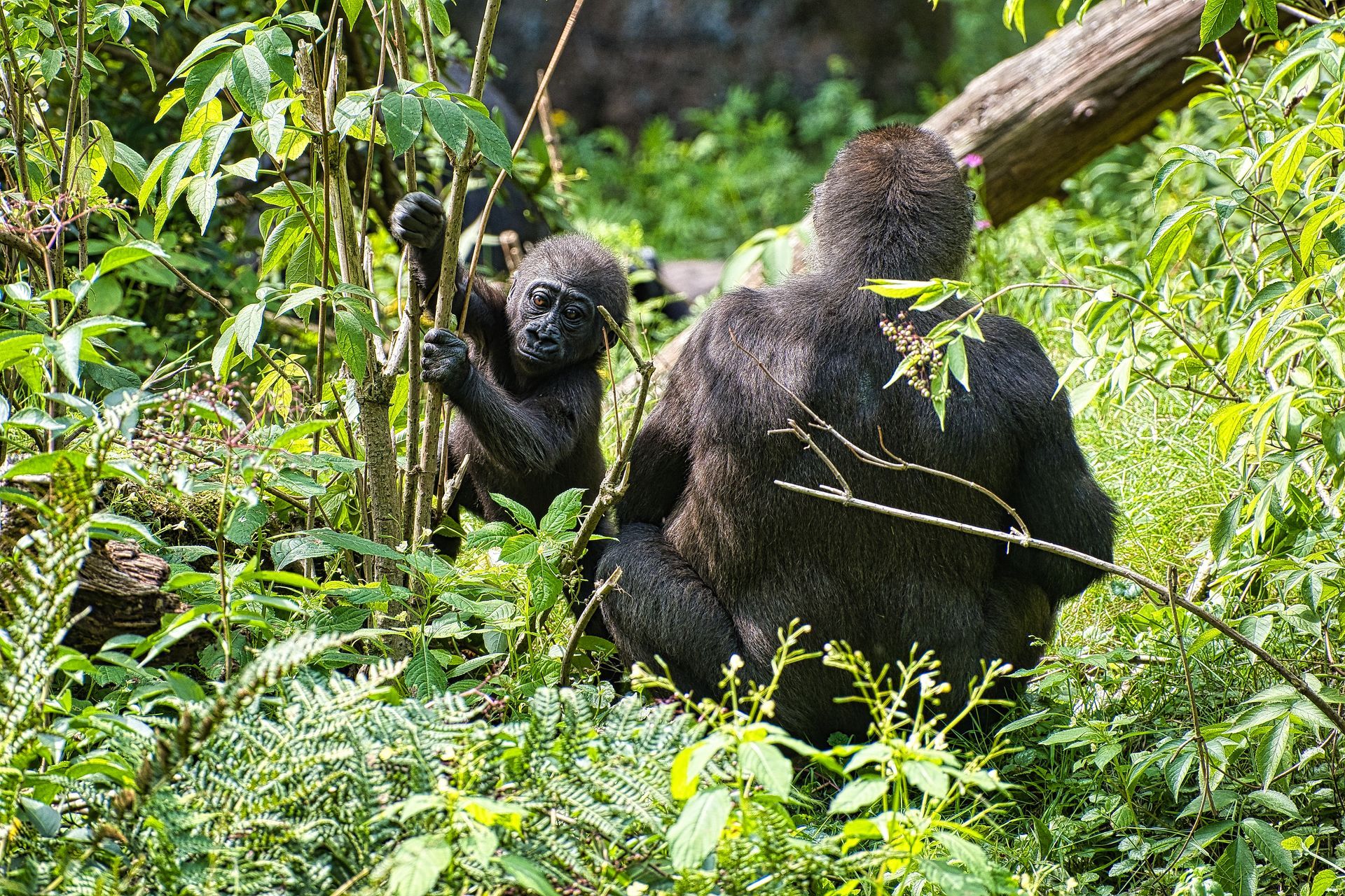 Two gorillas in dense green forest, one sitting and one facing away