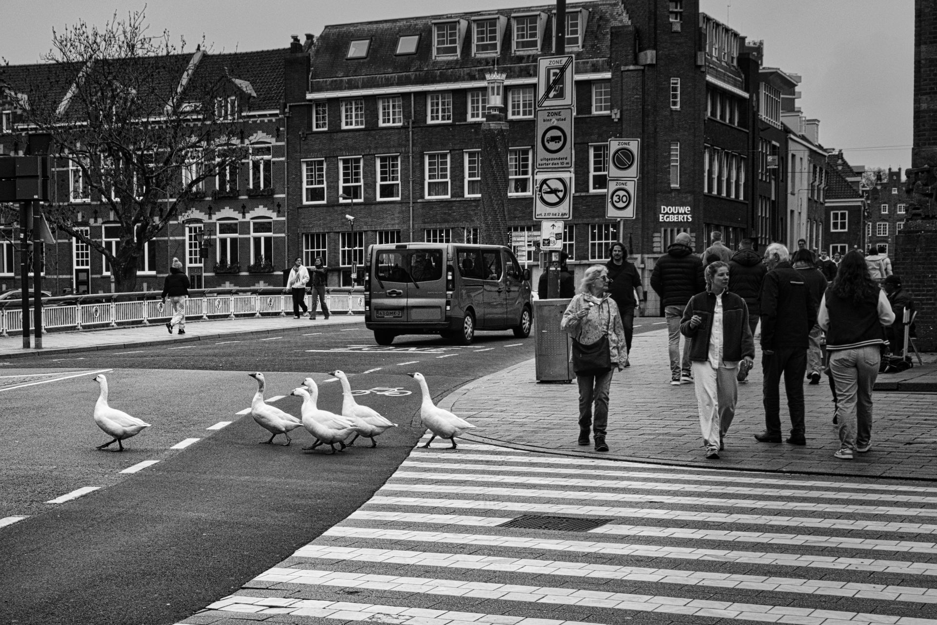 Pedestrians cross a city street by a zebra crossing as several ducks stand nearby on the road.