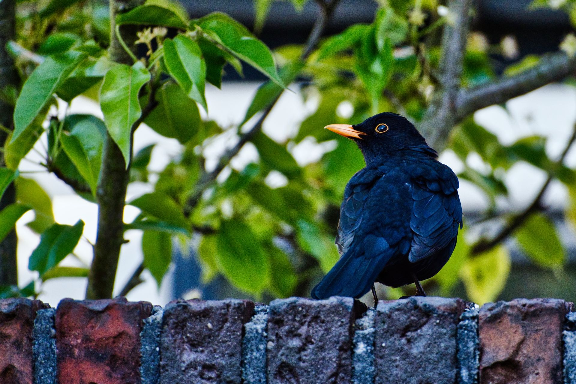 Black bird with an orange beak perched on a brick wall against green leaves.