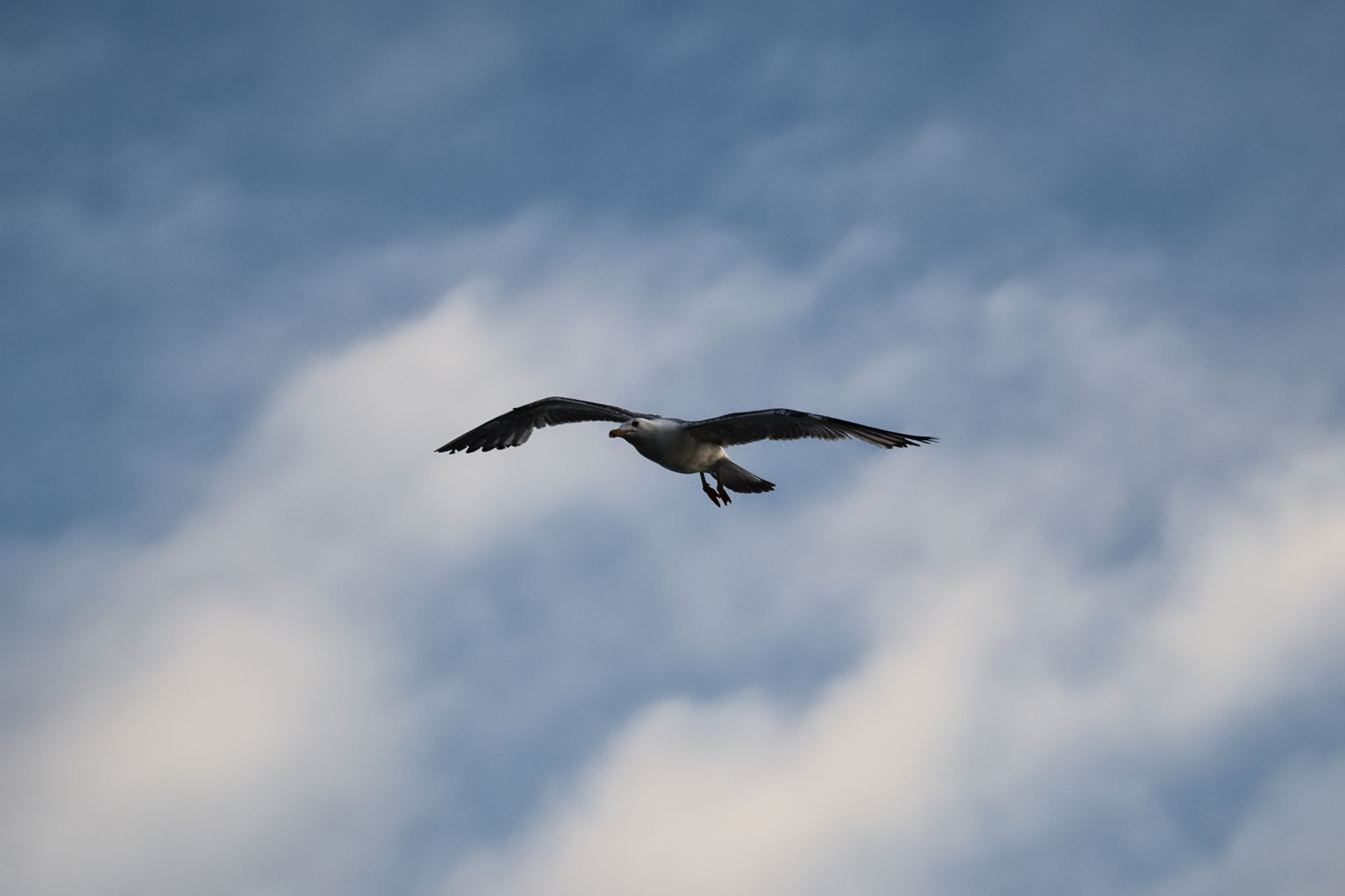 A seagull gliding with outstretched wings against a cloudy blue sky