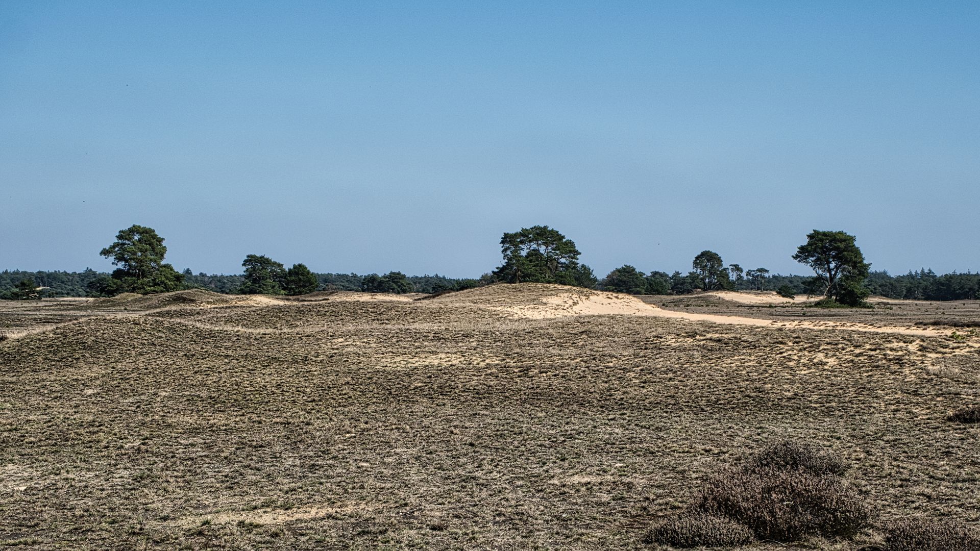 Dry open field with scattered trees under a clear blue sky
