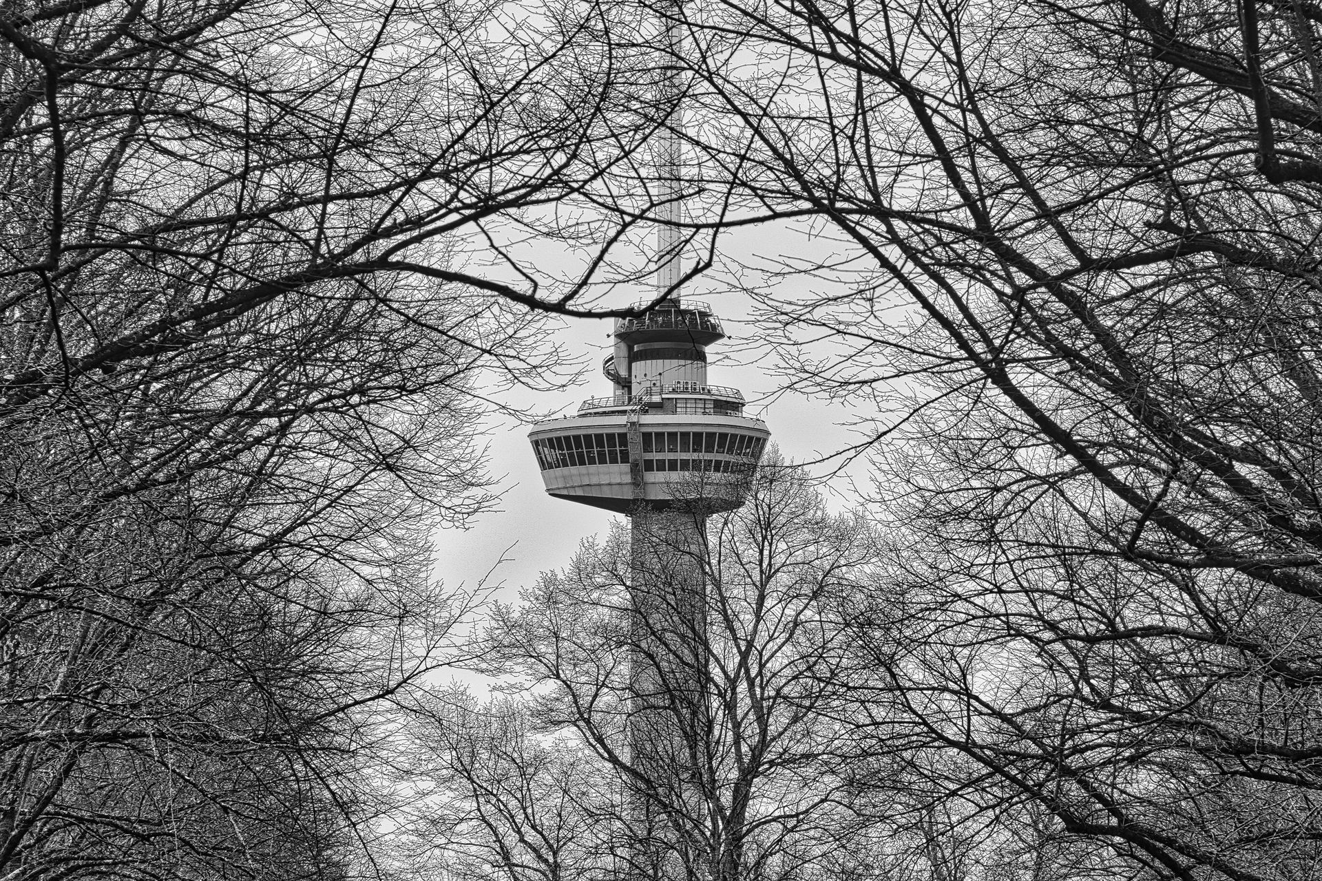 Monochrome view of the Euromast in Rotterdam rising above leafless trees, framed by branches against the sky