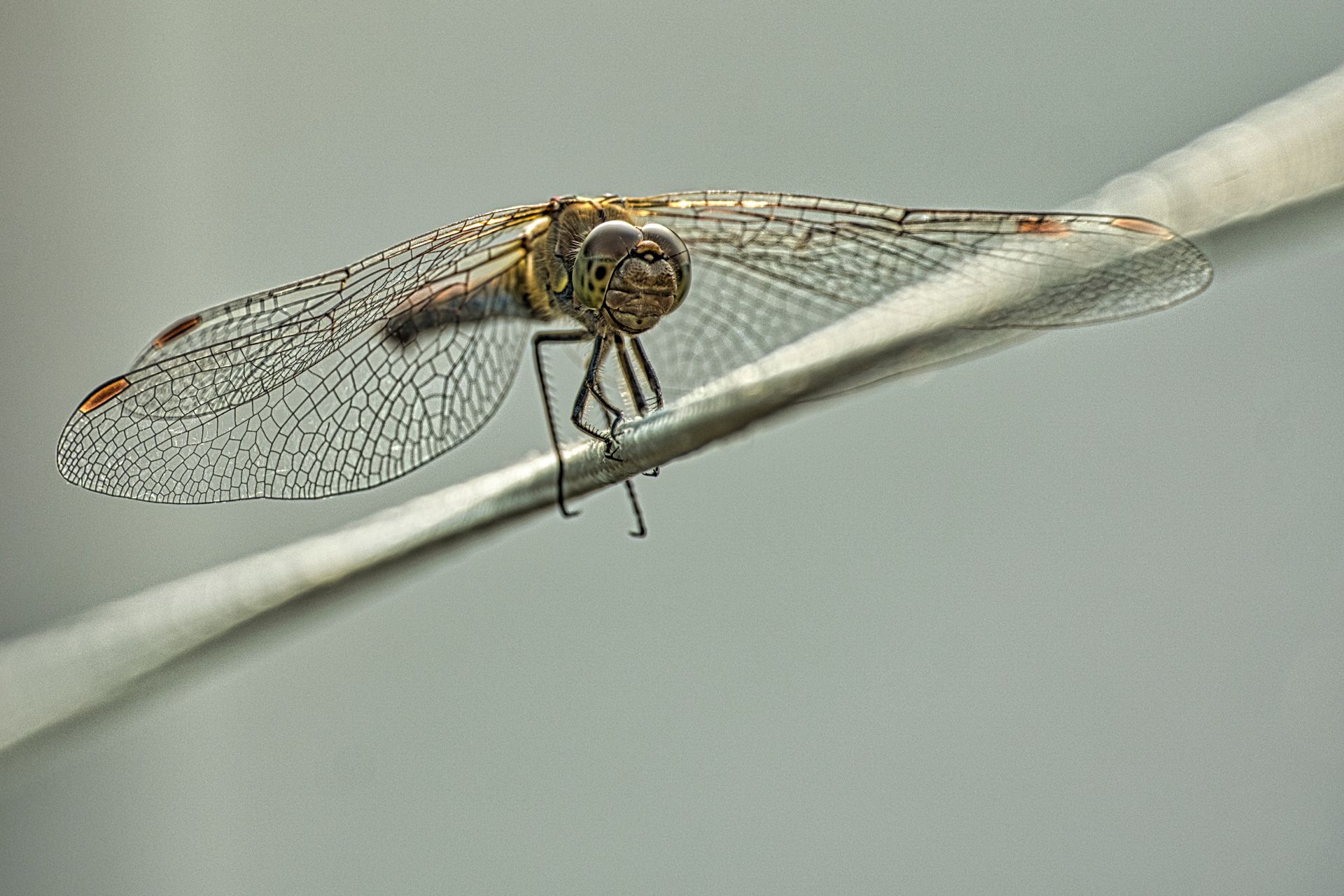 Dragonfly perched on a white rod against a soft gray background.