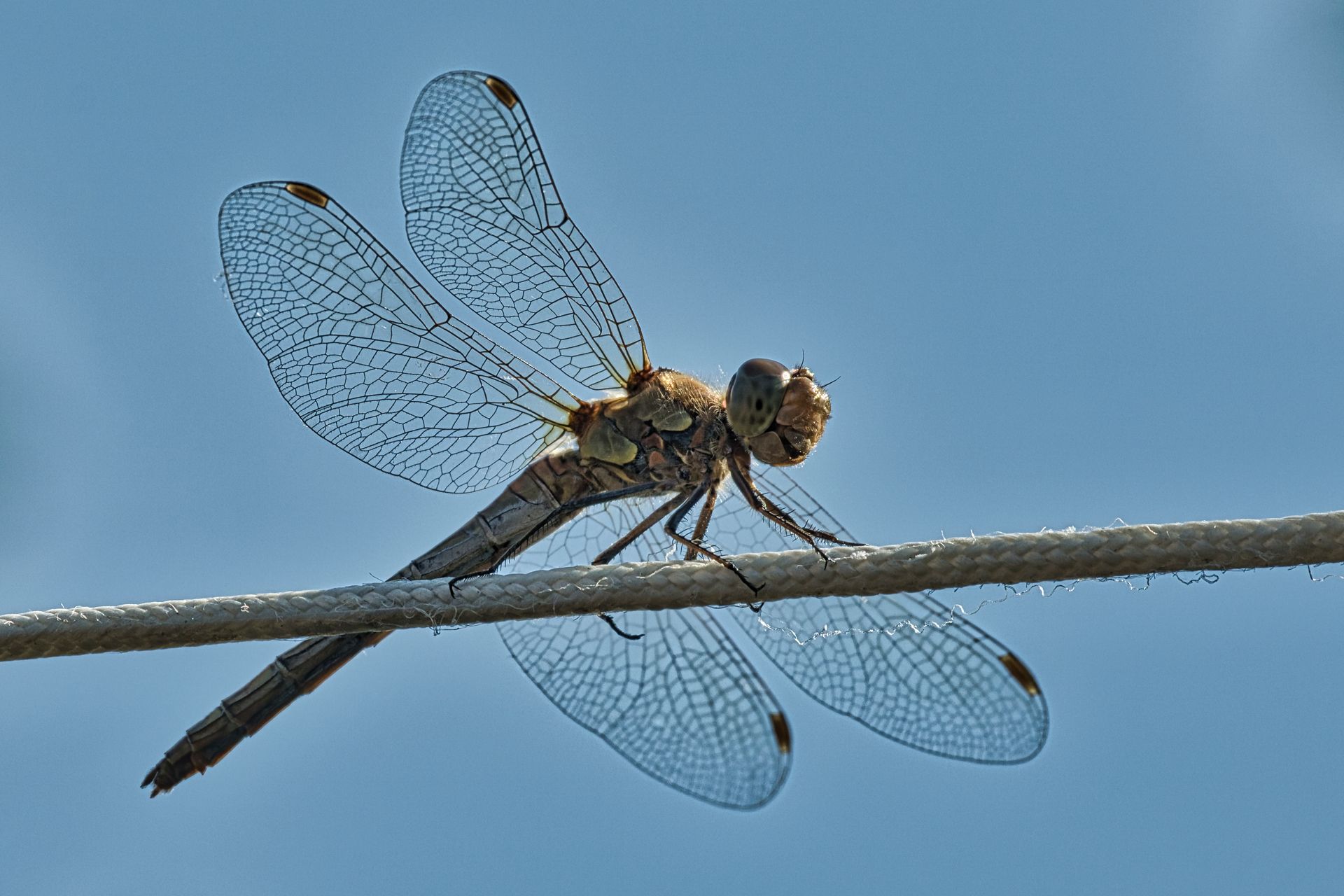 Dragonfly perched on a thin branch against a blue sky