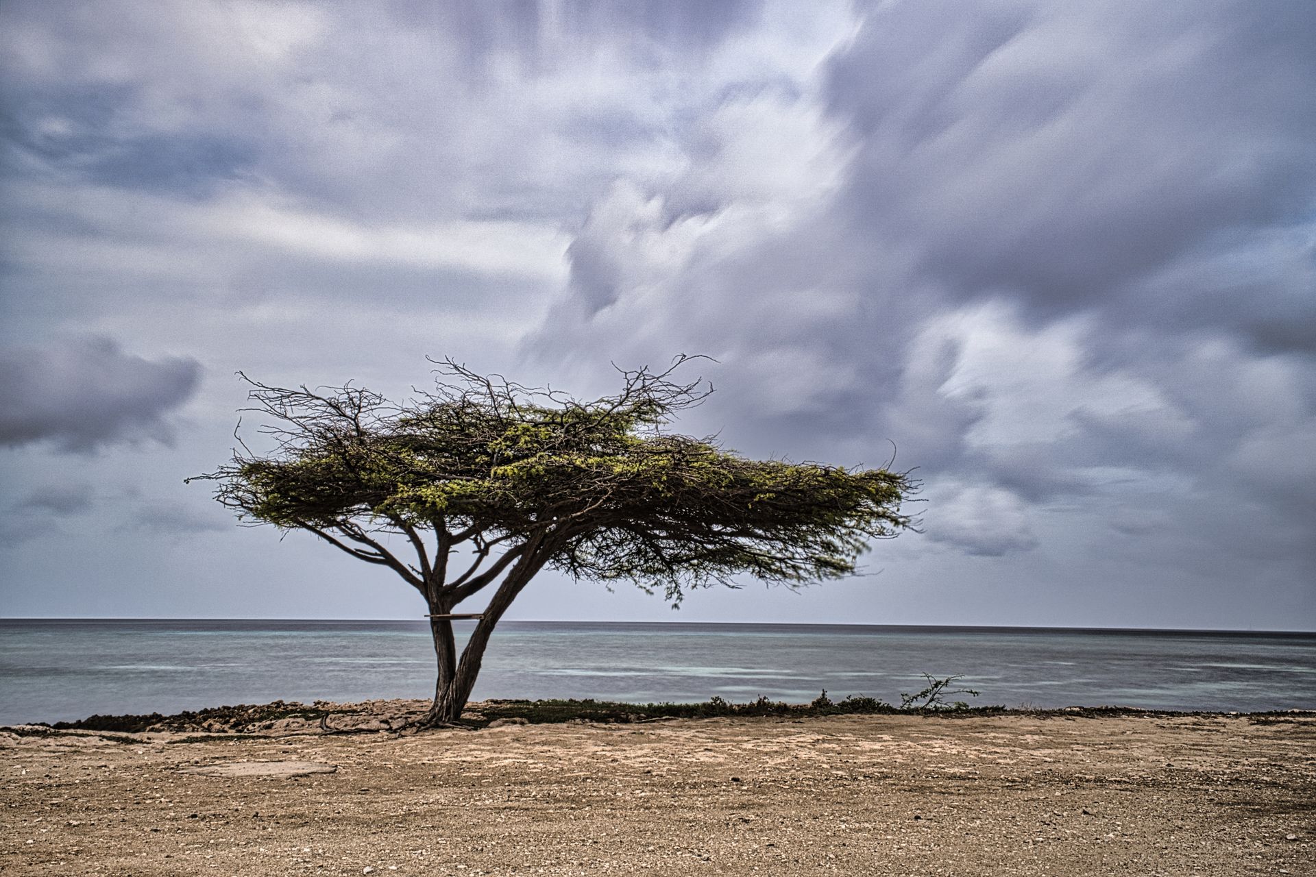 Lonely acacia tree on a rocky beach under dark, cloudy skies beside a calm sea
