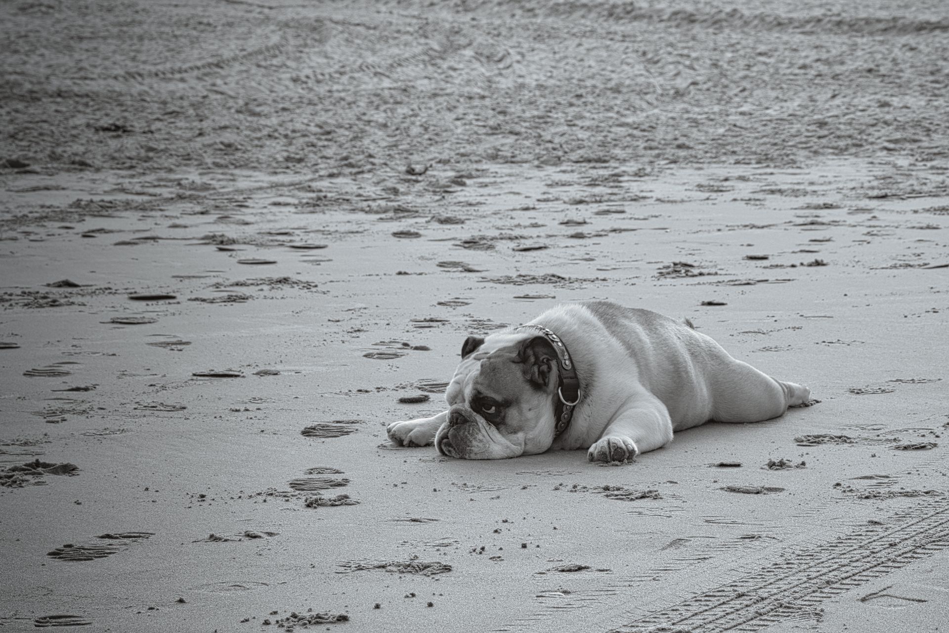 White bulldog lying on a sandy beach, facing the camera.