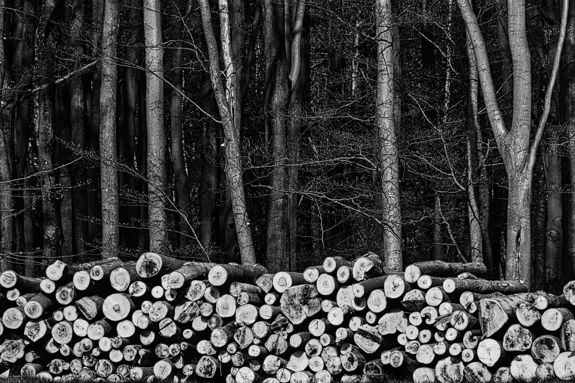 Black-and-white forest scene with stacked cut logs in the foreground and tall trees behind