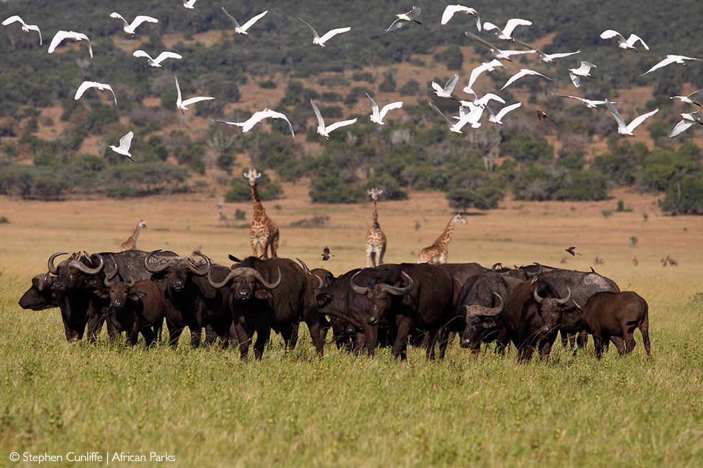 Akagera National Park: Big Five Safari Rwanda