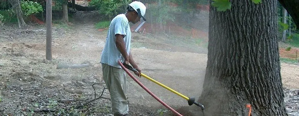 Man Girdling Roots — Penn Valley, PA — Cox & Co Tree Service