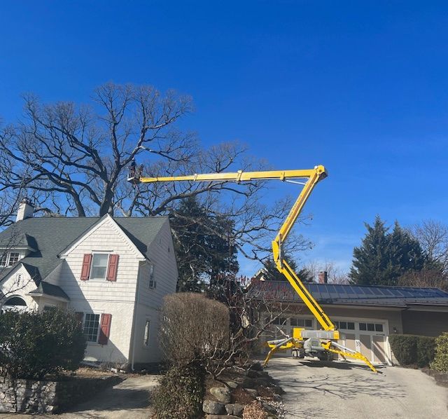 Tree Pruning — Penn Valley, PA — Cox & Co Tree Service