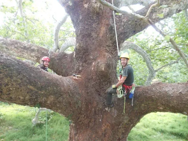 Tree Preservation — Penn Valley, PA — Cox & Co Tree Service