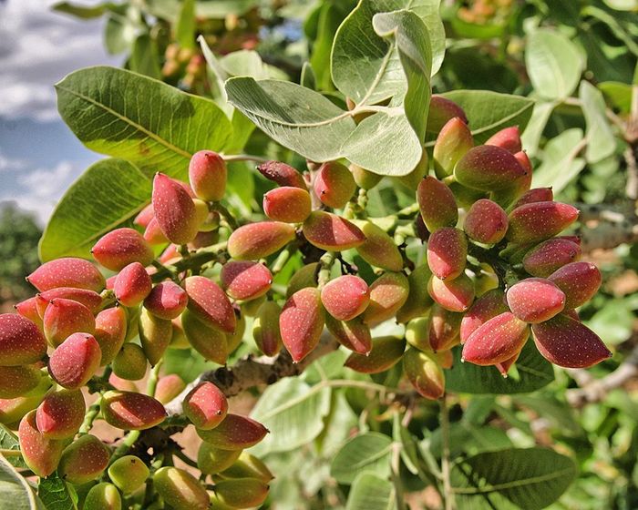 Pistachios