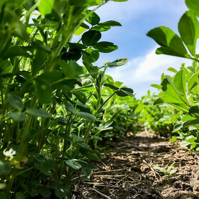 Alfalfa Leaf Field