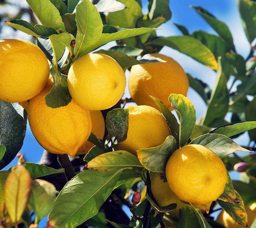 Lemons