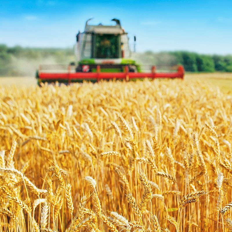 Harvesting Wheat
