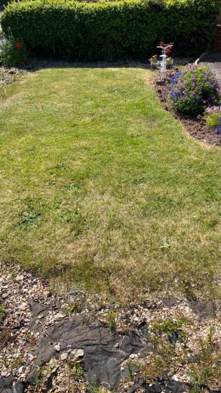 Grass area in a front garden with plants.