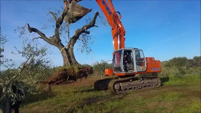 Un grande escavatore arancione sta spostando un albero in un campo.