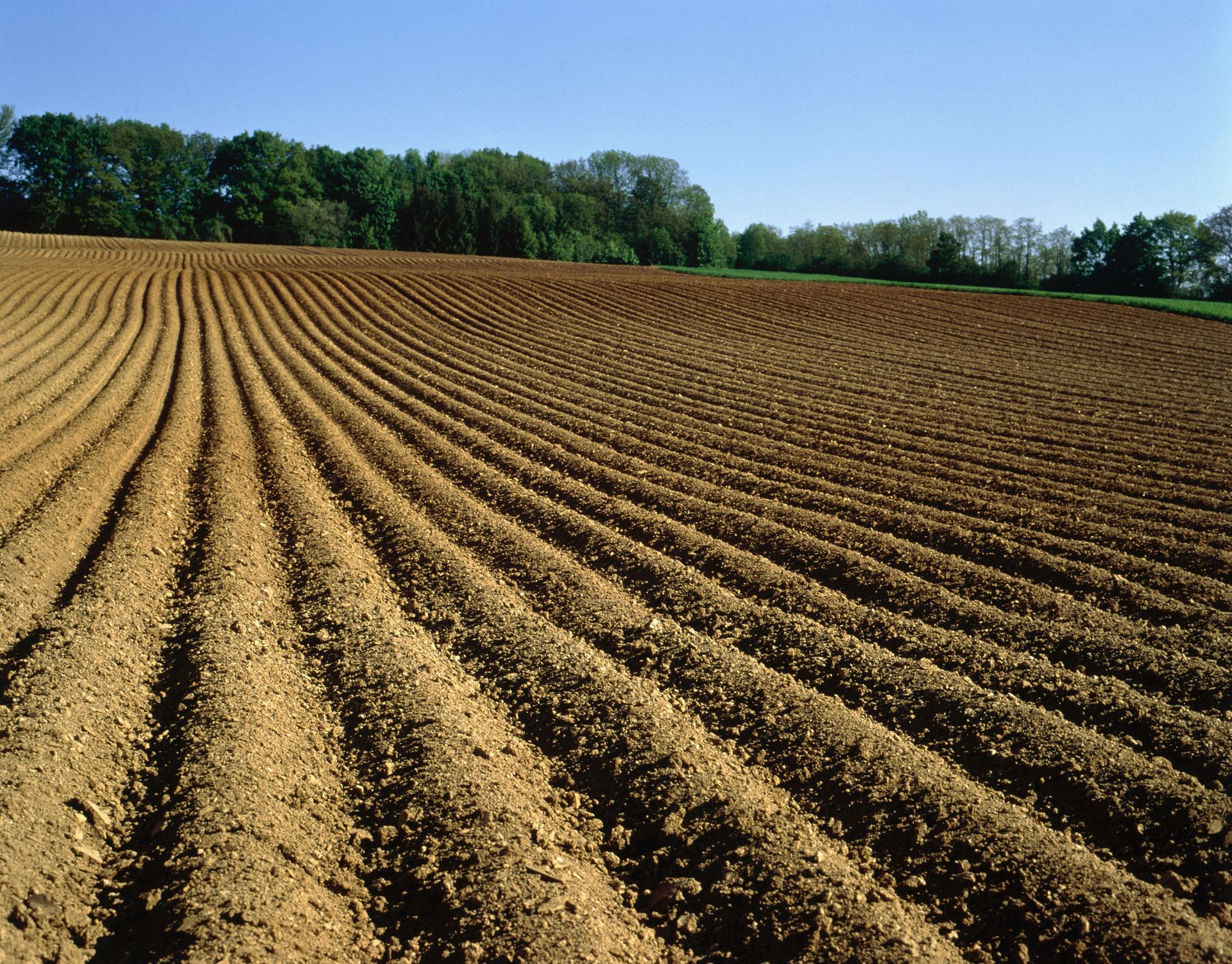 Righe di terreno in un campo con alberi sullo sfondo