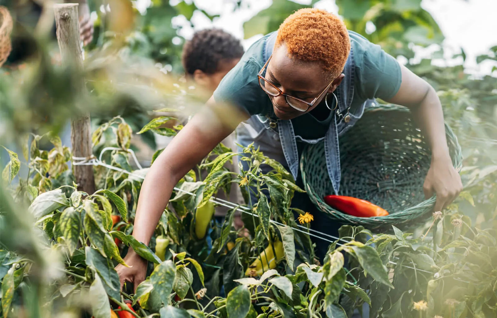 A person wearing glasses picks a red pepper from a lush plant and places it into a green woven basket in a garden.