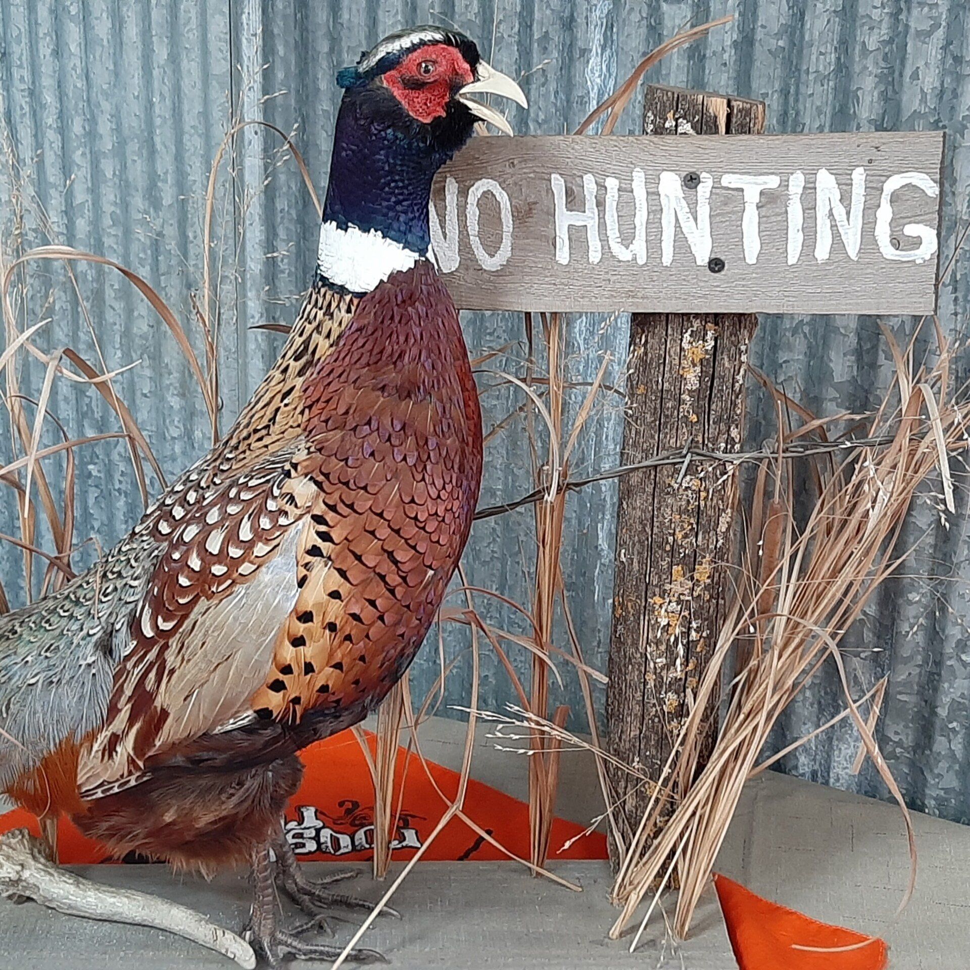 Taxidermied pheasant next to a 